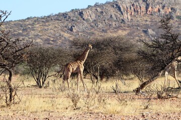 Fototapeta na wymiar beautiful giraffes - Namibia, Africa