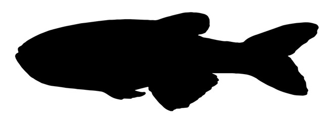 Beautiful isolated silhouette of black color on a white background of aquarium fish danio glofish, a great design for any purpose. Colorful fish background for signage packaging and labels