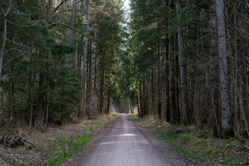 Obraz premium Waldweg in Bayern / Grünwalder Forst (bei München) am Morgen 