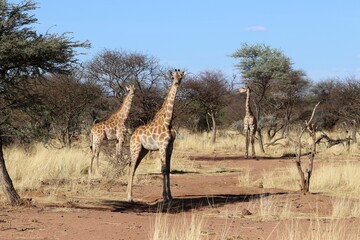 beautiful giraffes - Namibia, Africa