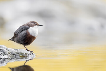 Fine art portrait of European Dipper at sunrise (Cinclus cinclus)