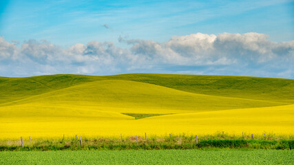 Agriculture layers of color and textures with Canola