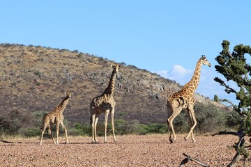 Naklejka na ściany i meble beautiful giraffes - Namibia, Africa