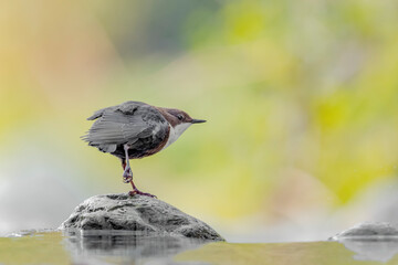 Stretching time for the Dipper (Cinclus cinclus)