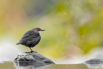 Fine art portrait of Dipper at sunrise (Cinclus cinclus)