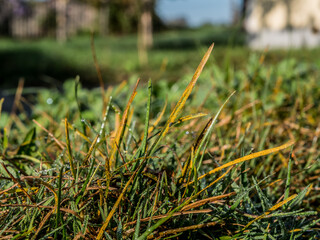 lawn disease called lawn rust, crown rust, Puccinia coronata,