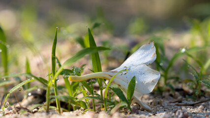 Fresco Rocío de la Mañana
