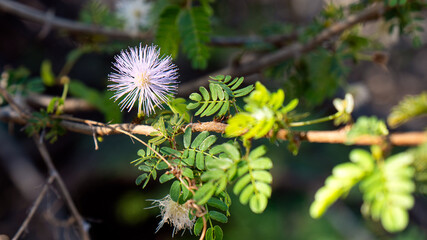 Celosa (Mimosa tricephalla xantii)