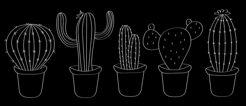 Cacti are drawn with a white outline on a black background, the effect of a blackboard and chalk. Vector one line drawing of succulents.
