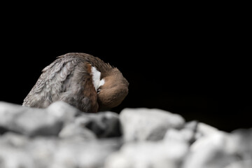 Cleaning time for the European Dipper (Cinclus cinclus)