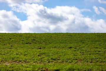 green field and blue sky