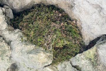 Dipper's nest on the rock (Cinclus cinclus)