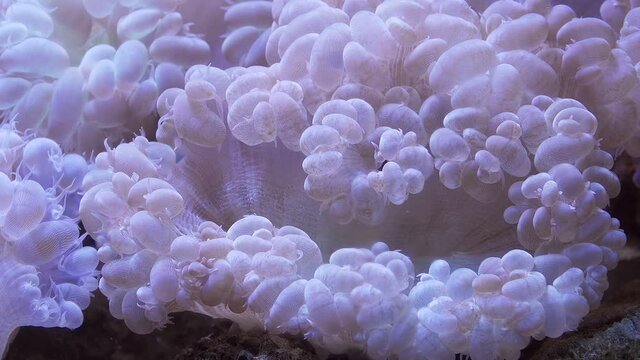 Sea Anemon close-up in slow motion. Underwater macro video	
