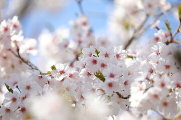 満開のソメイヨシノ