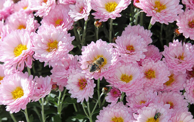 bee at pink and white chrysanthemums