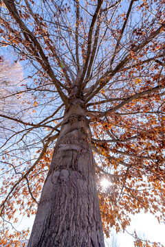 An American Oak tree in the winter with sparce leaves