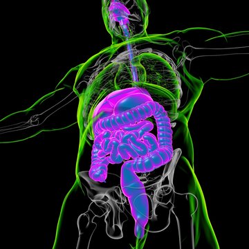 Human Digestive System Anatomy For Medical Concept 3D