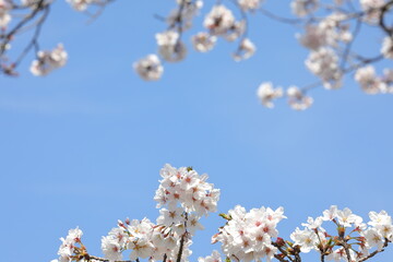 満開の桜