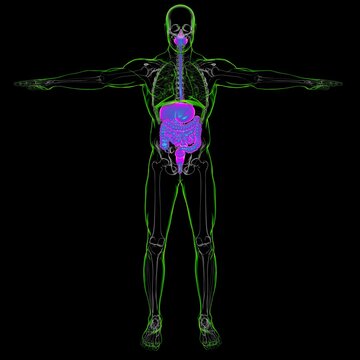 Human Digestive System Anatomy For Medical Concept 3D Rendering