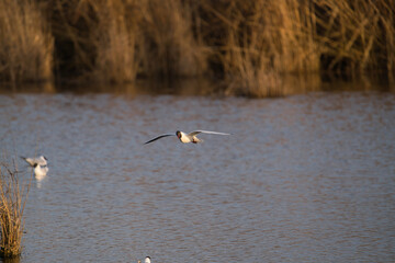 a black-headed gull swims on the water and enjoys the sunset, Chroicocephalus ridibundus