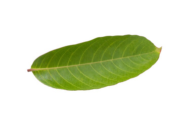 Green leaves on a white background Clipping path