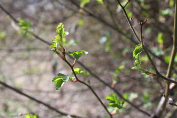 Blühende Knospe im Frühling