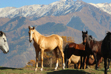 Fototapeta na wymiar horses on a pasture, beautiful horses live in the mountains, the colt palomino grows in the mountains with parents among other horses