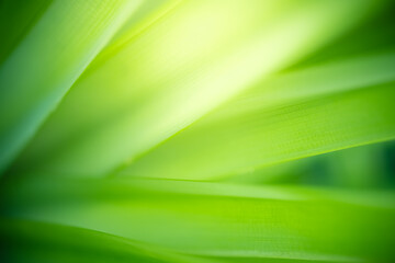 Amazing abstract background nature view of green leaf with copy space using as background natural green plants landscape, ecology,cover page, fresh wallpaper concept.