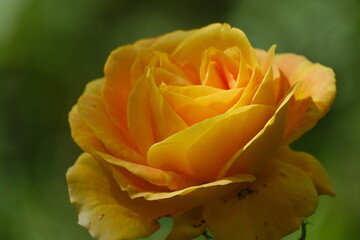 Rosenblüte