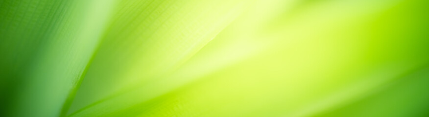 Amazing abstract background nature view of green leaf with copy space using as background natural green plants landscape, ecology,cover page, fresh wallpaper concept.