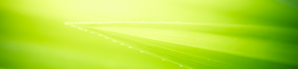 Amazing abstract background nature view of green leaf with copy space using as background natural green plants landscape, ecology,cover page, fresh wallpaper concept.