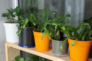 Flowers in pots on the windowsill