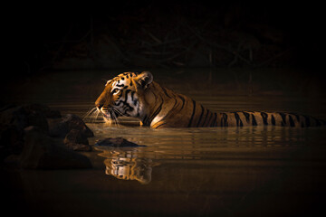 Bengal tiger with catchlight in water hole