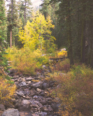 autumn in the forest