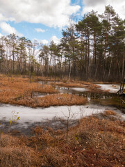 forest at spring
