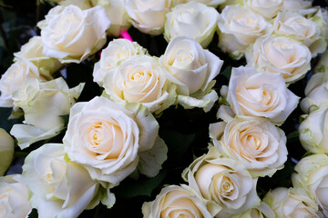 Flower texture, pink texture of a bouquet of roses
