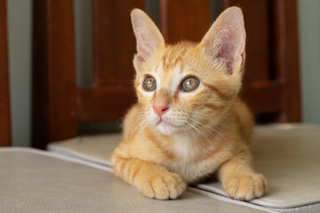 an orange cutest domestic Thai kitten relaxing, sitting on a chair.