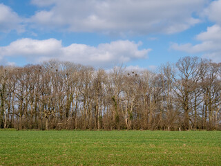 English rural landscape with rookery in trees.