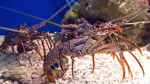 Spiny lobsters, also known as langustas, langouste, or rock lobsters.