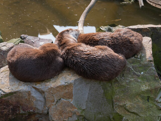 slepping otters