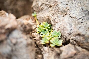 succulent in the rocks on the beach