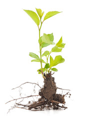 Cherry seedling with roots.