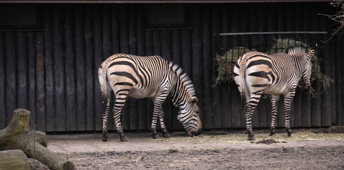 zebras at zoo