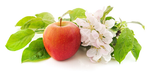 Flower of apple and red apple.