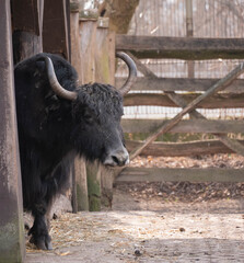 bison at zoo © Kamil
