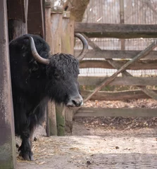 Foto op Plexiglas bison at zoo © Kamil