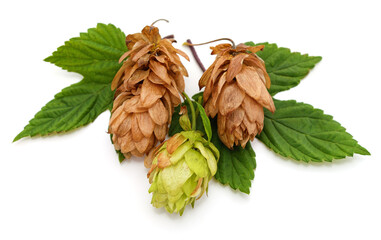 Green and dry hops and green leaves.