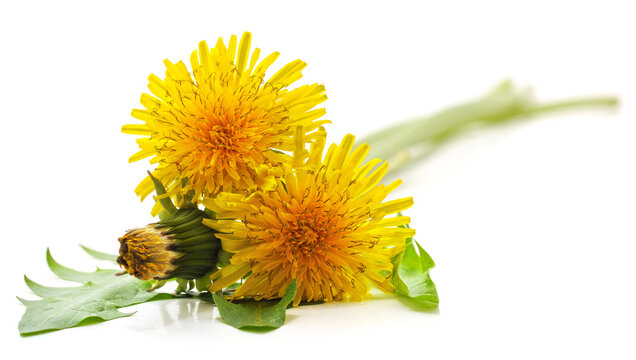 Yellow dandelions and green leaves.