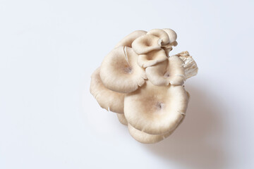mushrooms,Fairy mushroom(Thail mushroom),white mushroom in high definition on white background, macro