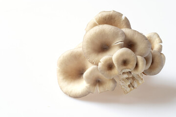 mushrooms,Fairy mushroom(Thail mushroom),white mushroom in high definition on white background, macro